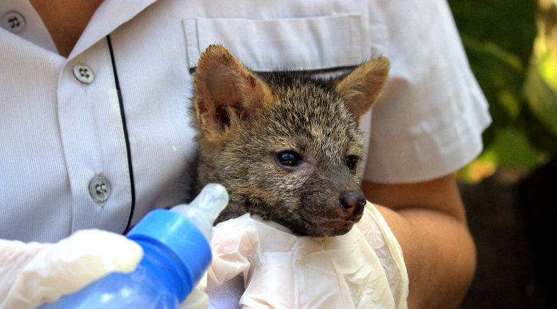 Cebus registra aumento no número de animais recebidos devido às queimadas