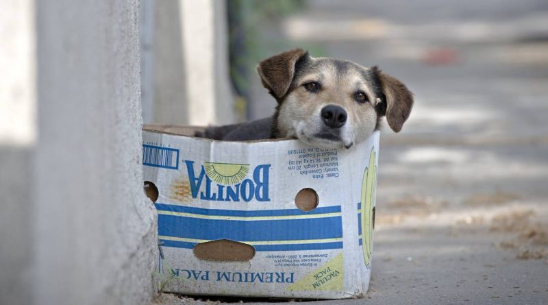 Diagnóstico das políticas públicas de Manejo Populacional de Cães, Gatos e Equinos em MG