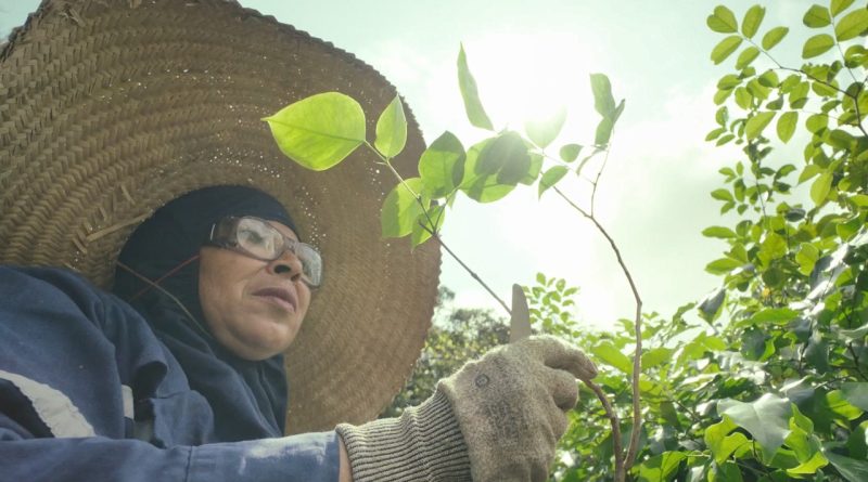 Viveiro de Mudas Usiminas contribui para a preservação ambiental em Ipatinga