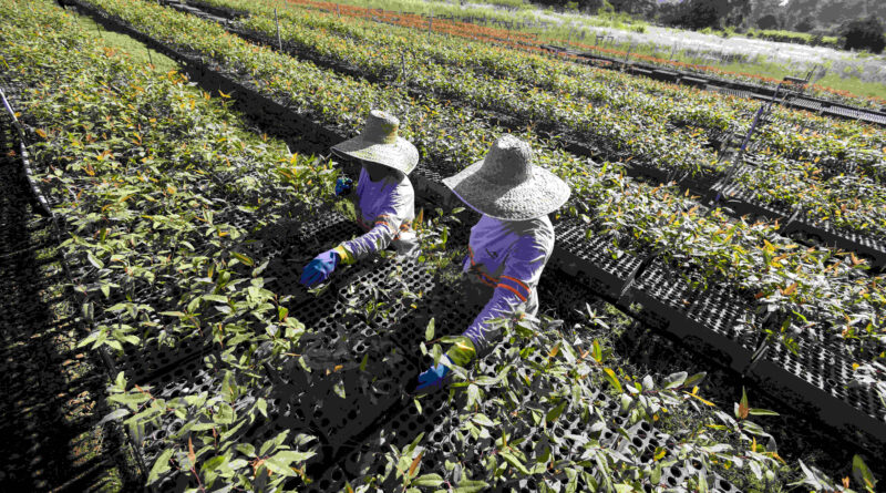 ArcelorMittal BioFlorestas celebra 68 anos de operação e 20 anos de Certificação FSC®