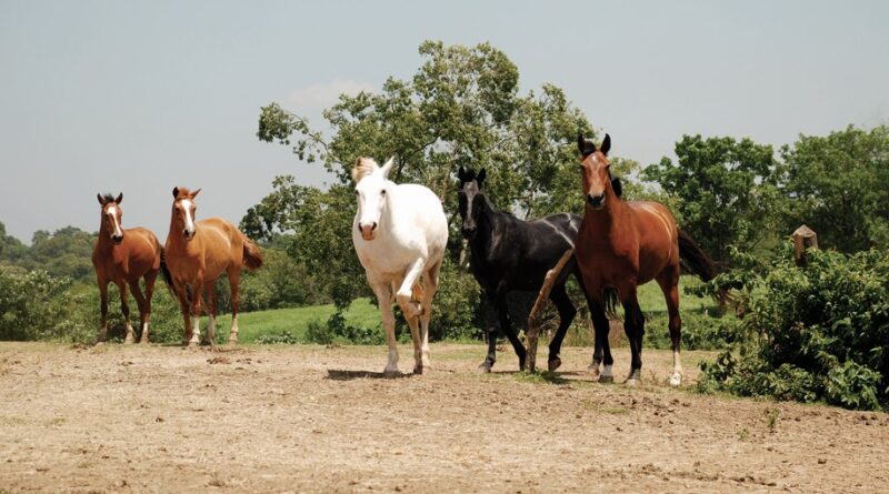 Ladrões de cavalos estão tirando o sossego de moradores em Dionísio